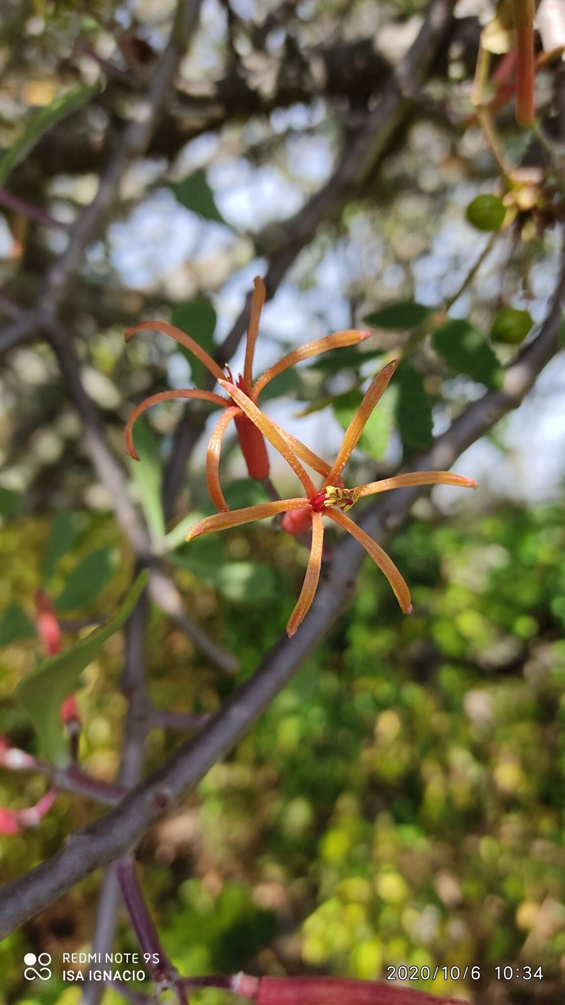 Image of Psittacanthus palmeri (Watson) Barlow & Wiens