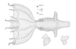 Image of Stauroteuthidae Grimpe 1916
