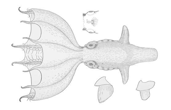 Image of Stauroteuthis Verrill 1879