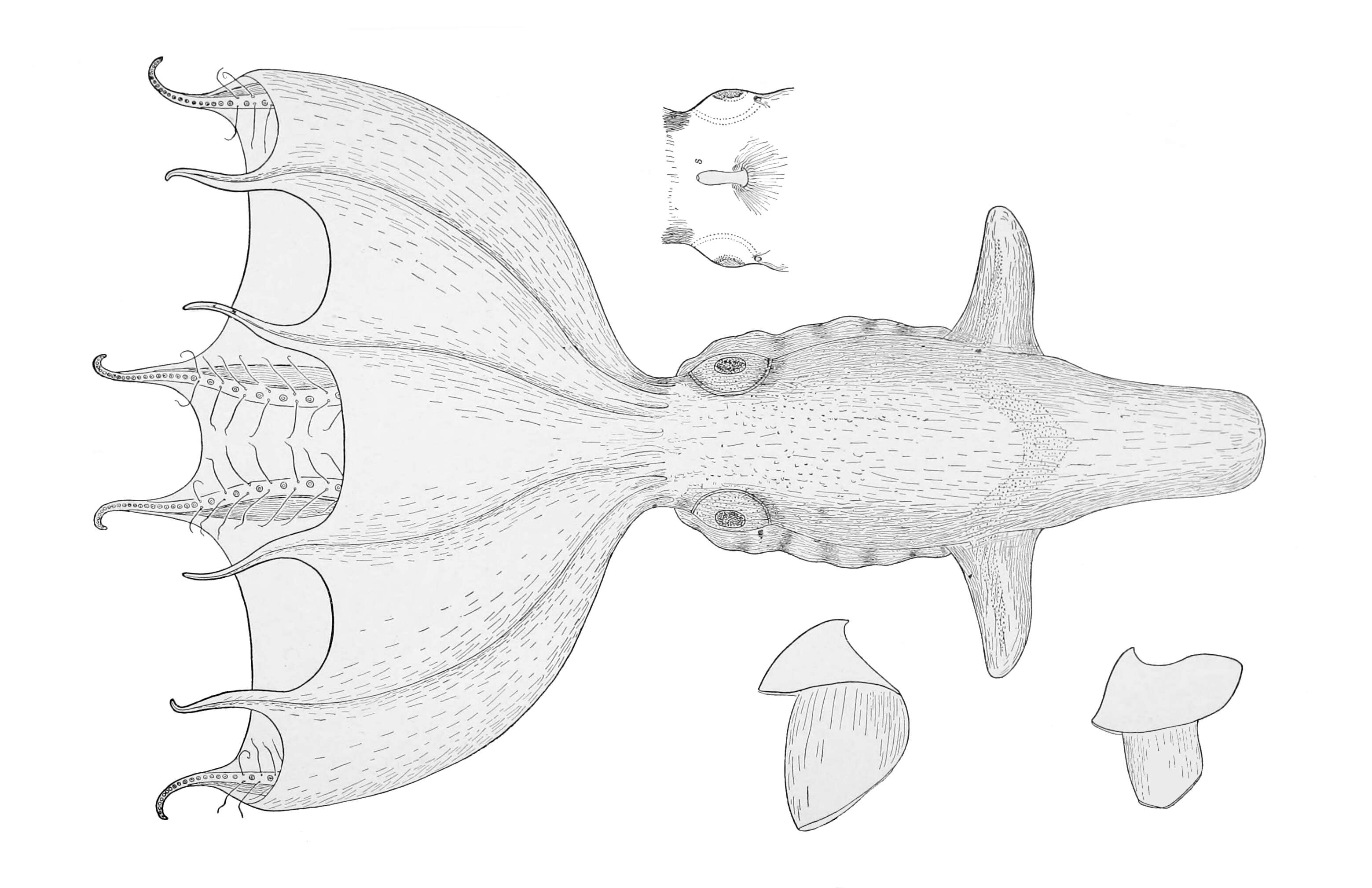 Image of Stauroteuthis Verrill 1879