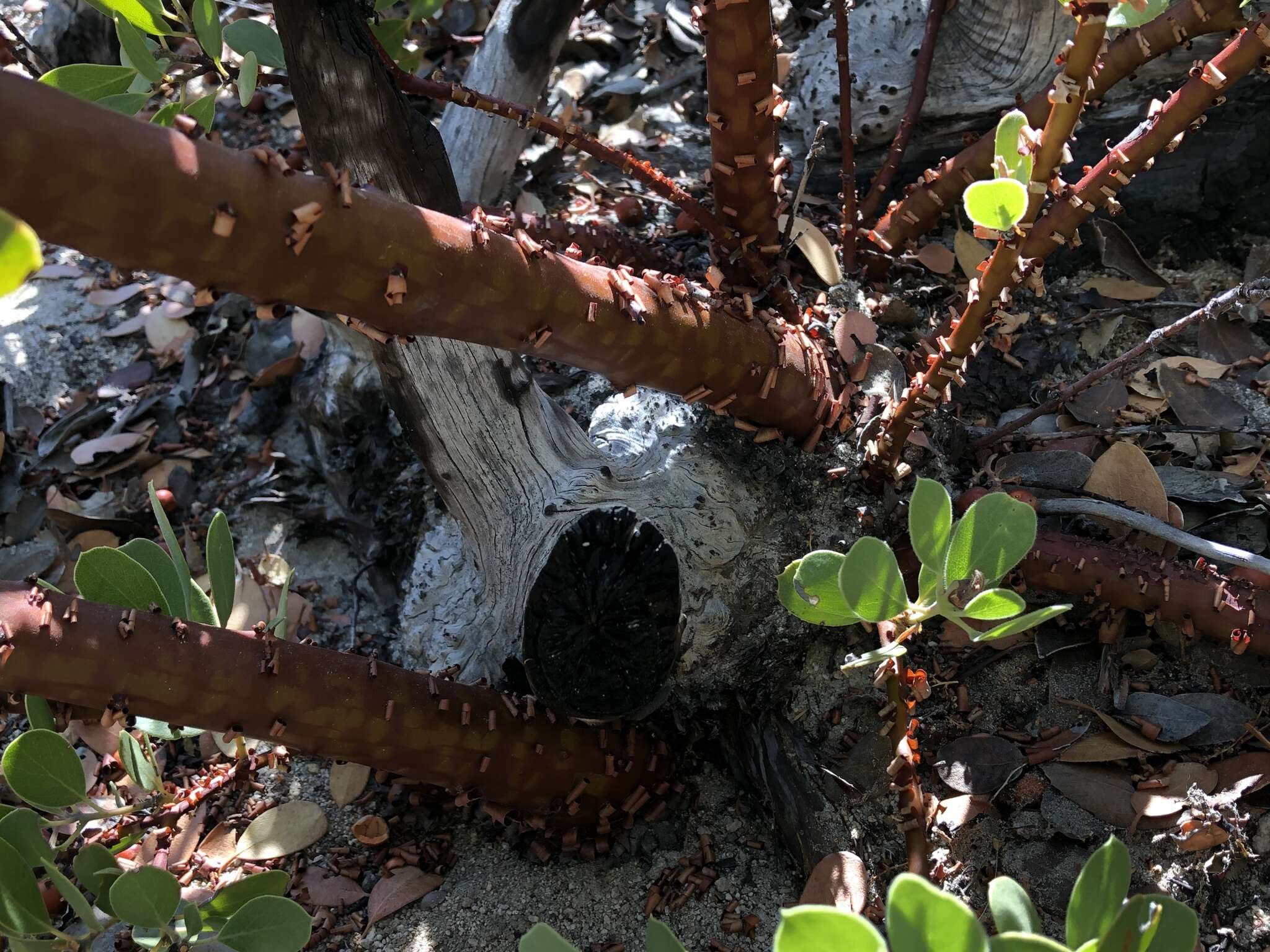 Imagem de Arctostaphylos glandulosa subsp. gabrielensis (P. V. Wells) J. E. Keeley, M. C. Vasey & V. T. Parker