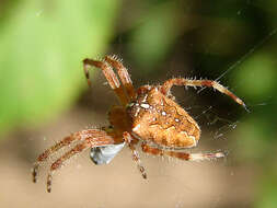 Image of Garden spider