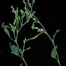 Image of Standley's goosefoot