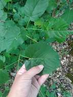 Image of Tilia croizatii Chun & H. D. Wong