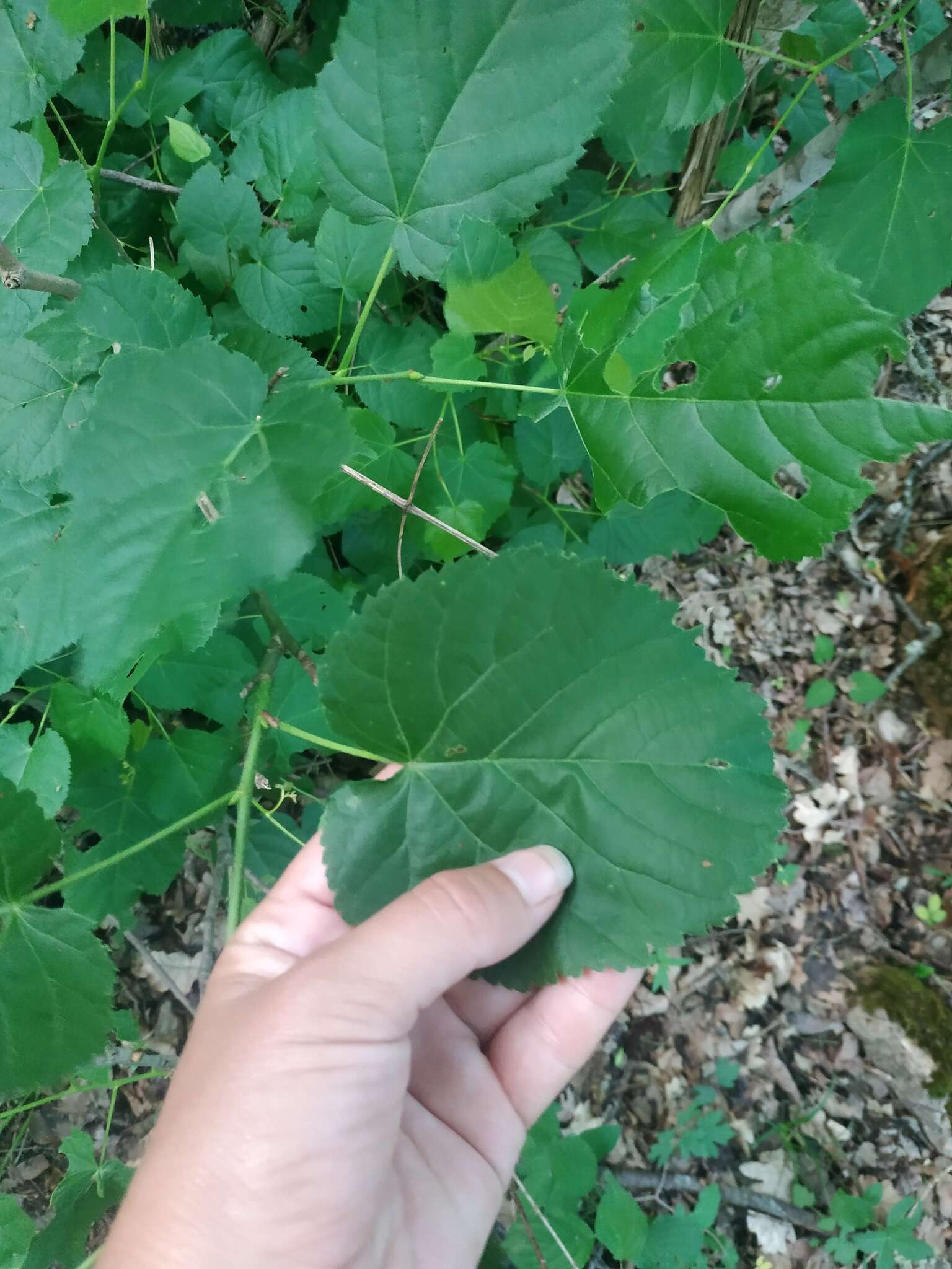 Image of Tilia croizatii Chun & H. D. Wong