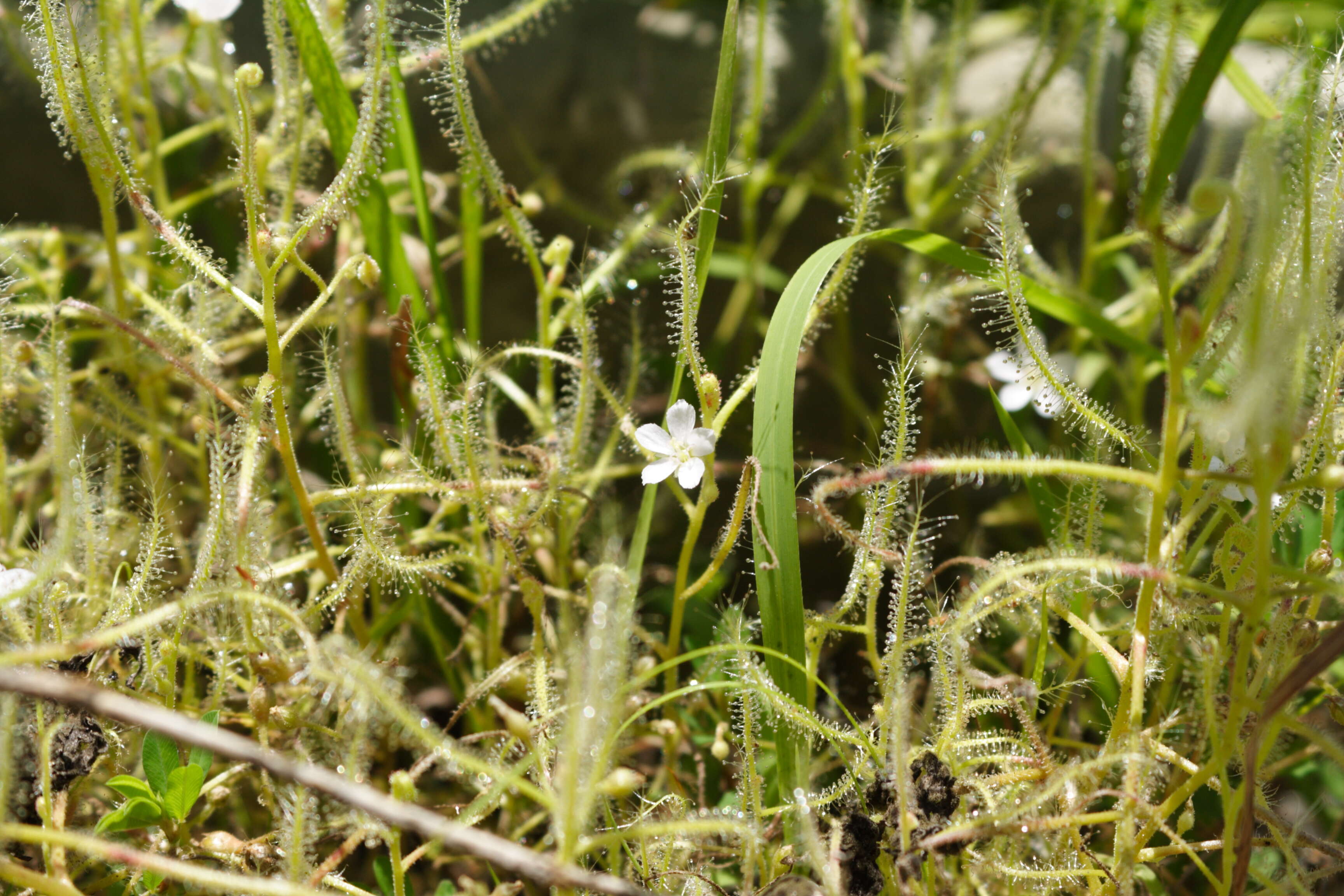 Image of Indian Sundew