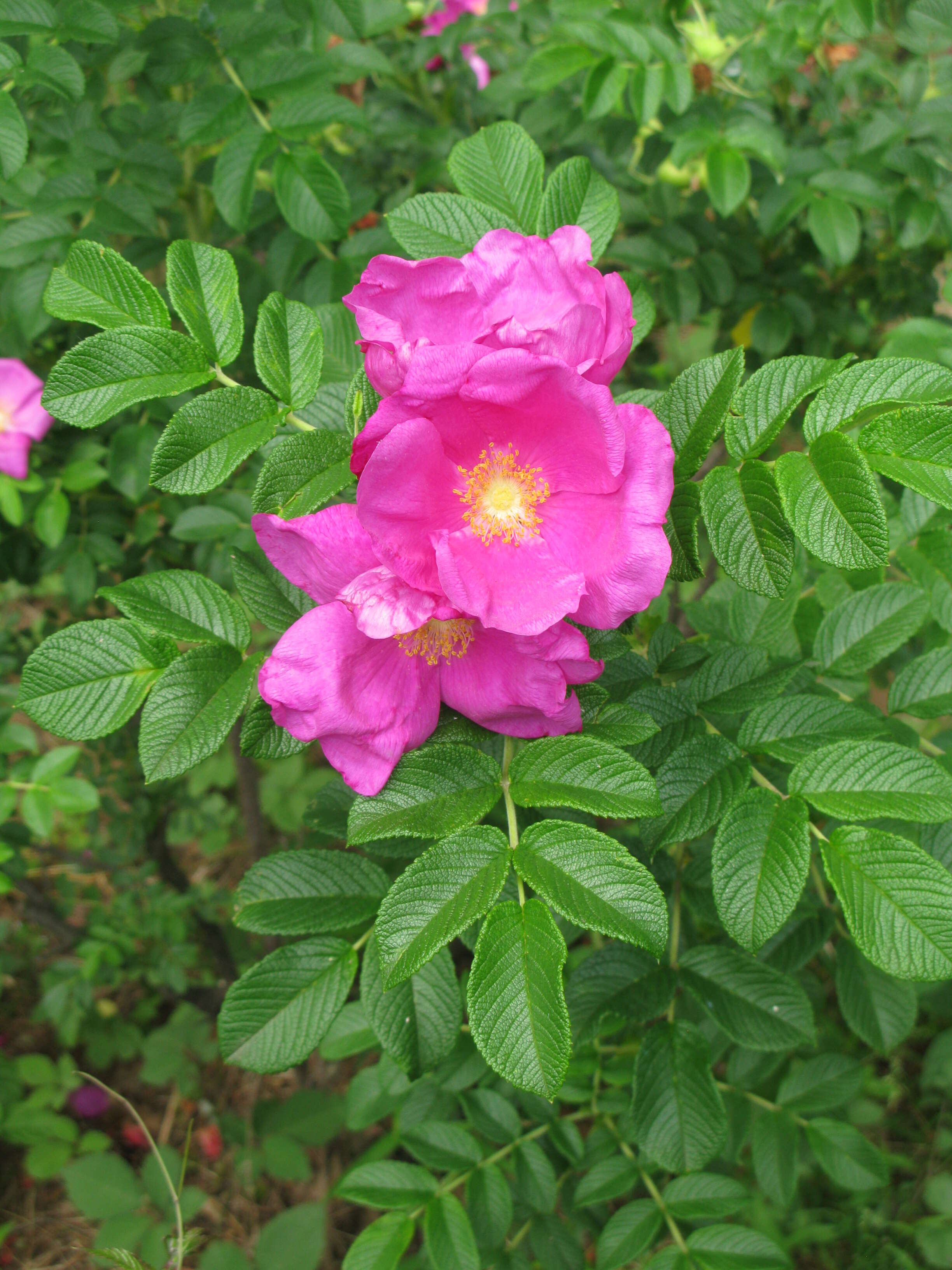 Image of japanese rose