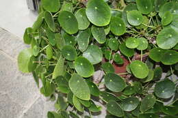 Image of Chinese money plant