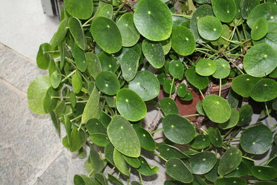 Image de Pilea peperomioides Diels