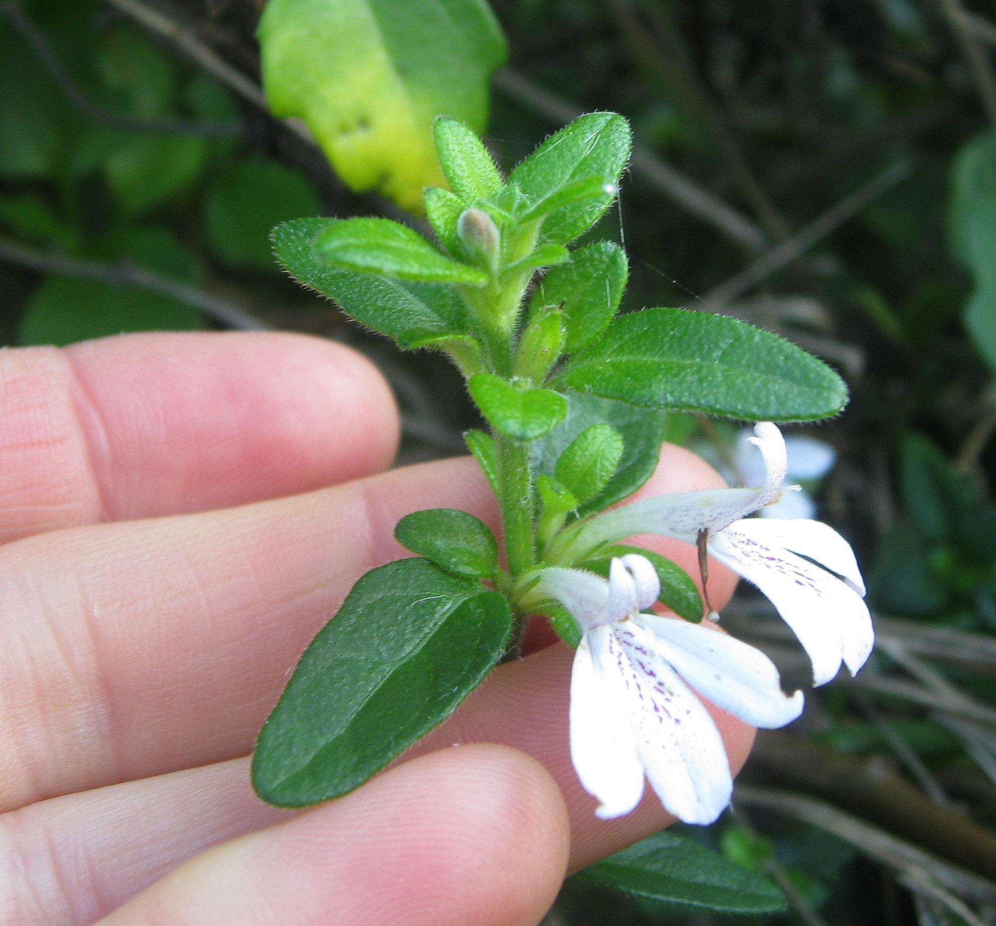 Image of Justicia tubulosa (Nees) T. Anders.