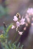 Sivun Astragalus paysonii (Rydb.) Barneby kuva