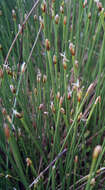 Image of Deergrass