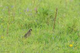 Image of Painted Bush Quail