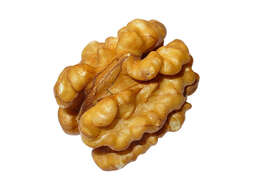 Image of Common walnut