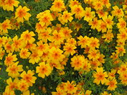 Tagetes tenuifolia Cav. resmi