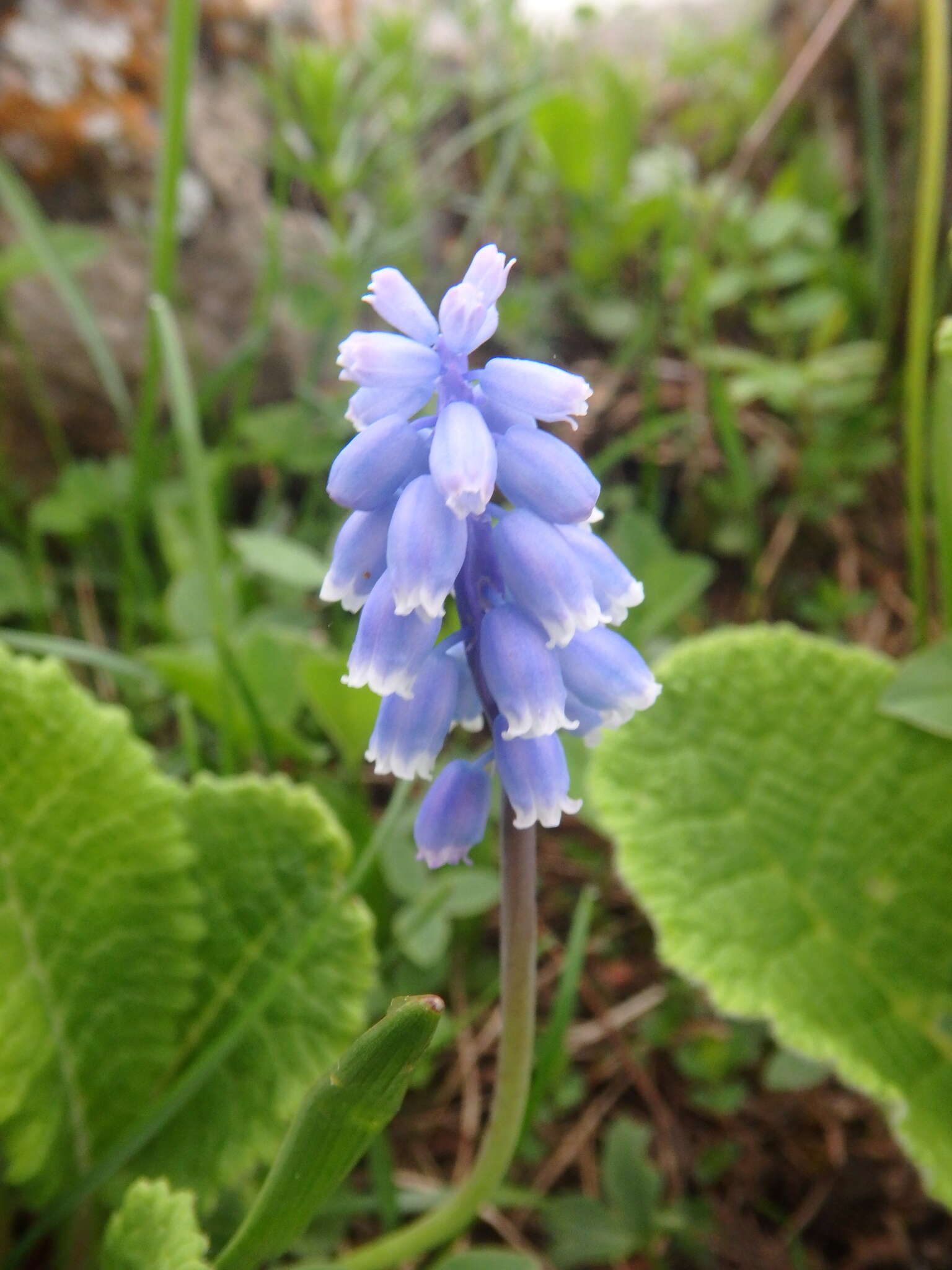 Слика од Pseudomuscari coeruleum (Losinsk.) Garbari