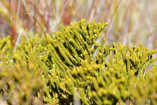 Imagem de Veronica tetragona subsp. tetragona