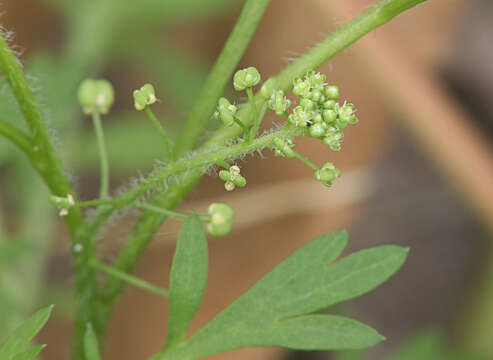 Image of Lesser swine-cress