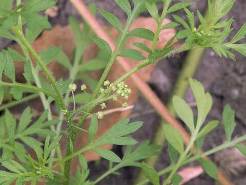 Image of Lesser swine-cress