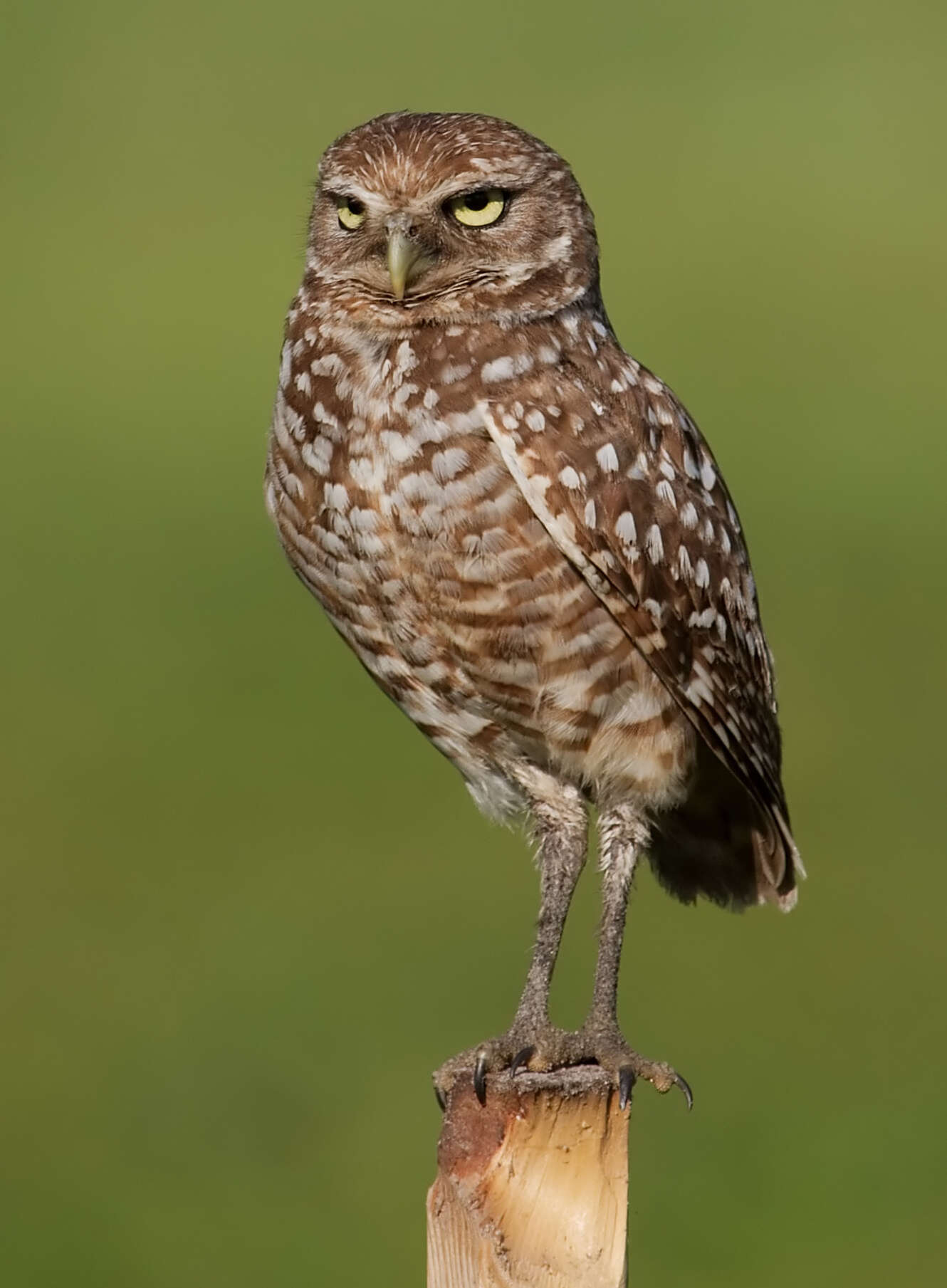 Image of Burrowing Owl