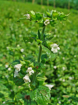 Image of Lemon Balm