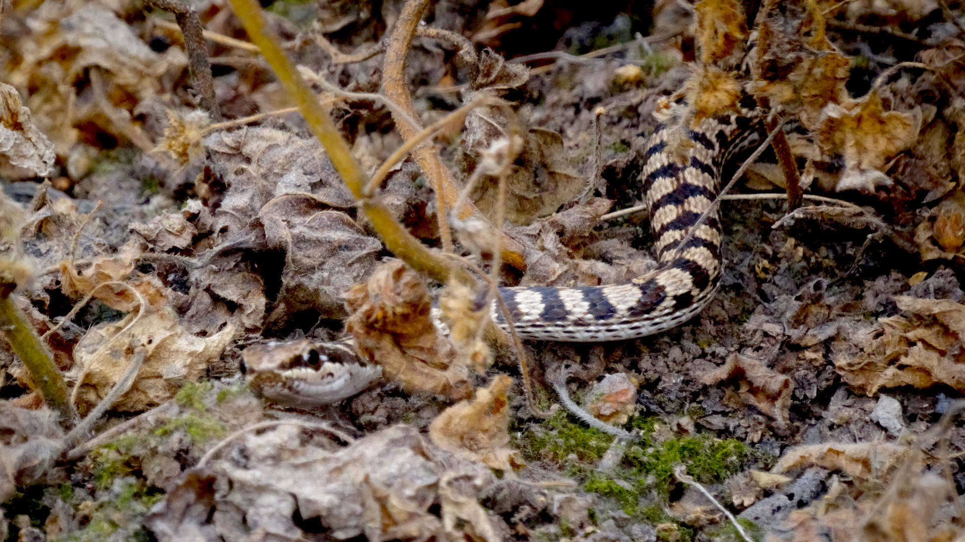 Sivun Pseudalsophis elegans elegans (Tschudi 1845) kuva