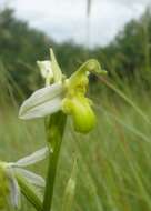 Image of Bee orchid