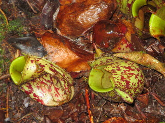 Image of Flask-Shaped Pitcher-Plant