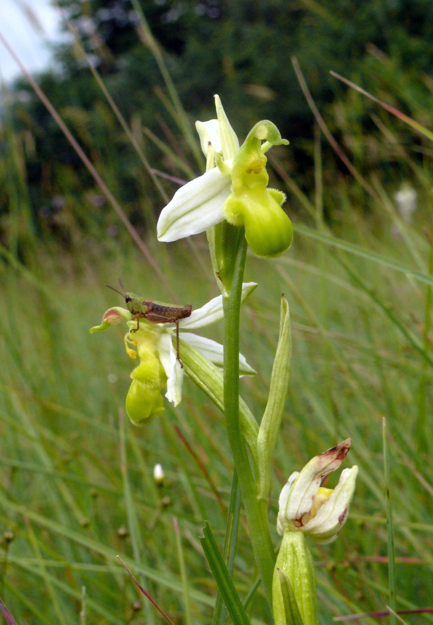 Image of Bee orchid