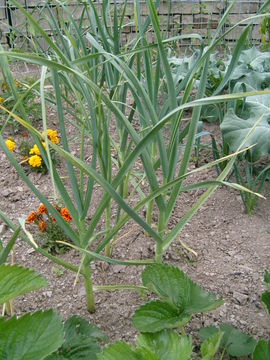 Image of cultivated garlic