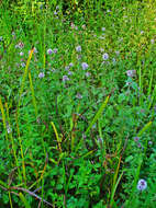 Image of Water Mint