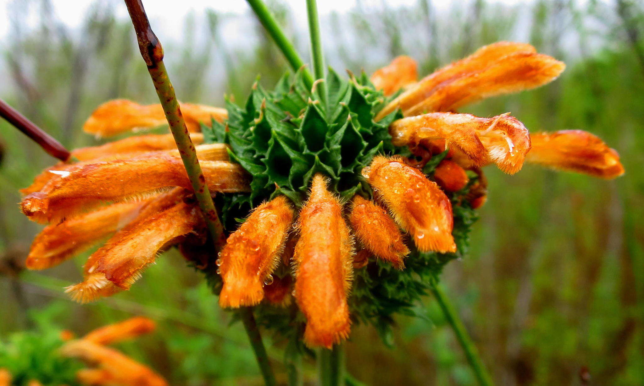 Image of lion's ear