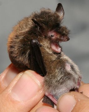 Image of Brandt's Bat