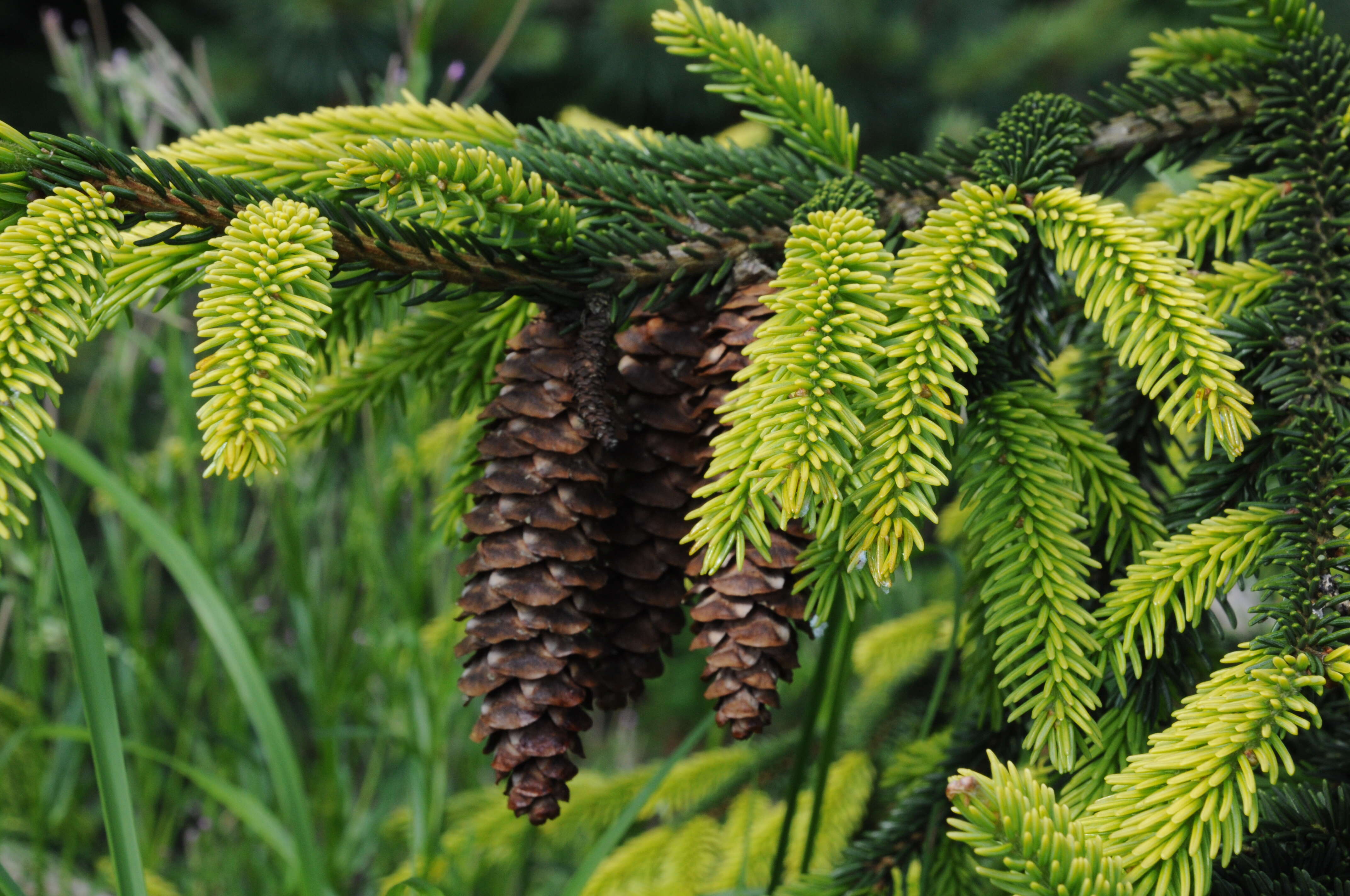 Image of Caucasian Spruce