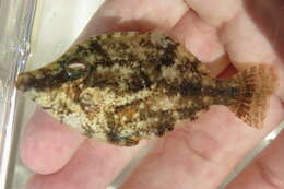 Image of Fringed Filefish