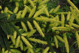 Image of Caucasian Spruce