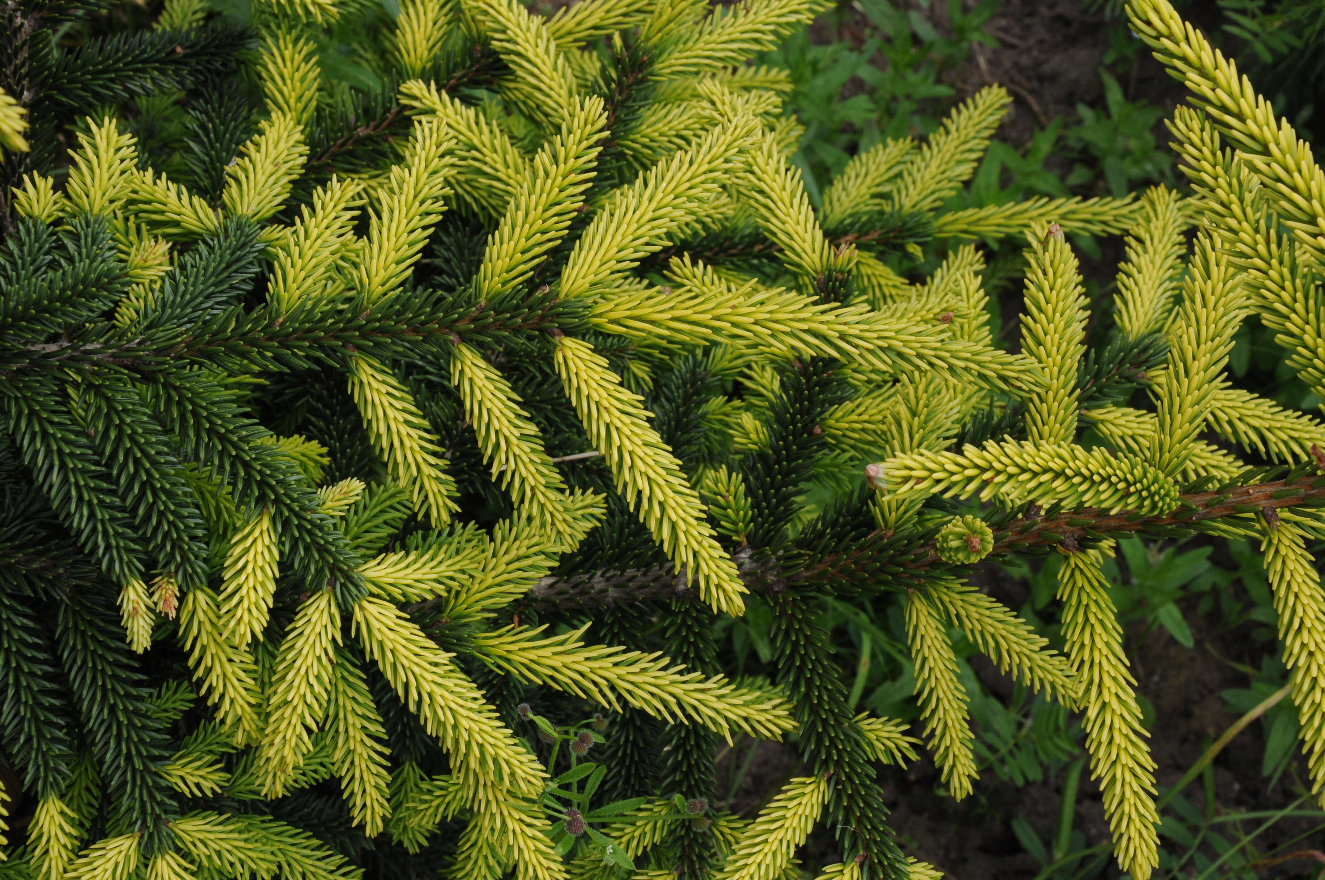 Image of Caucasian Spruce