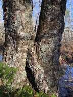 Image of shield lichen