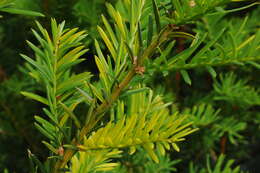 Image of English yew