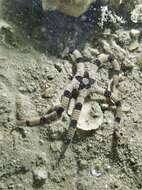 Image of Banded Brittle Star