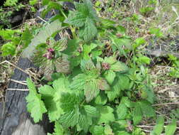 Image of Geranium platyanthum Duthie