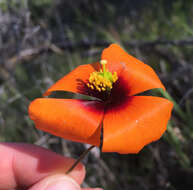 Image of windpoppy