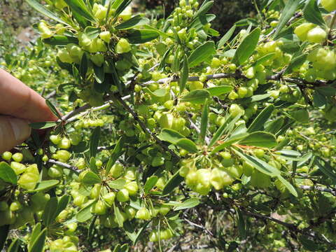 Image of Gymnosporia tenuispina (Sond.) Szyszyl.