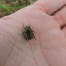 Image of Dark Flower Scarab