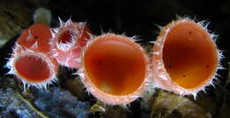 Image of Shaggy Scarlet Cup