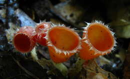 Image of Shaggy Scarlet Cup