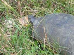 Image of Deirochelys reticularia chrysea Schwartz 1956