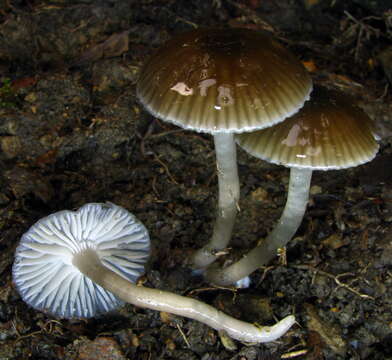 Imagem de Hygrocybe irrigata