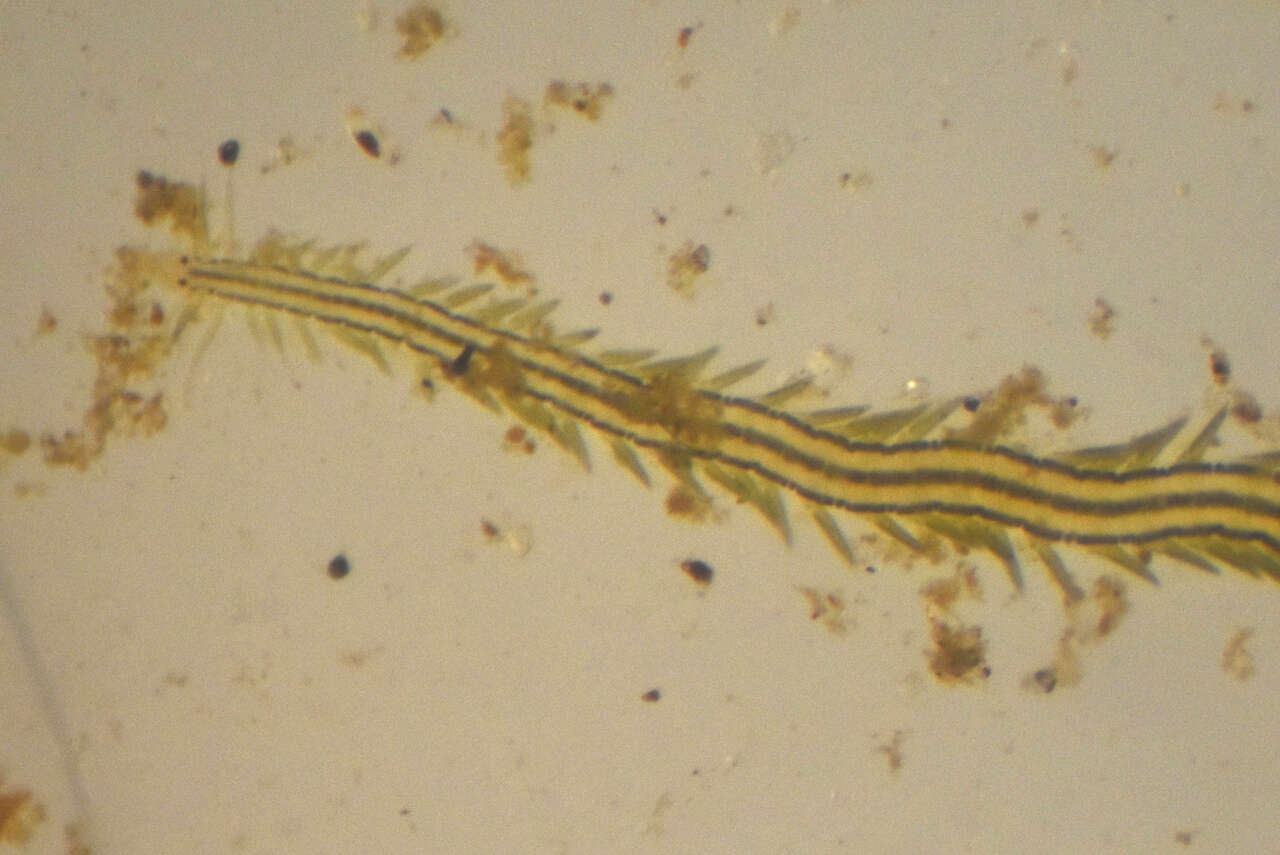 Image of Eulalia gracilior (Chamberlin 1919)