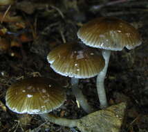 Imagem de Hygrocybe irrigata